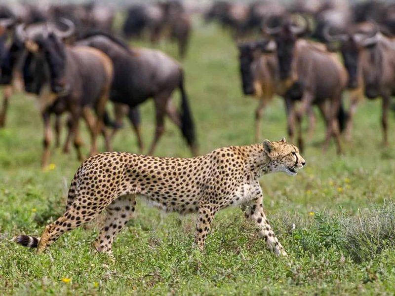 3 Days Serengeti (1)