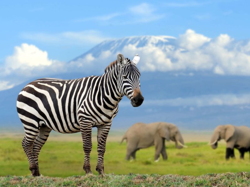 Amboseli-National-Park