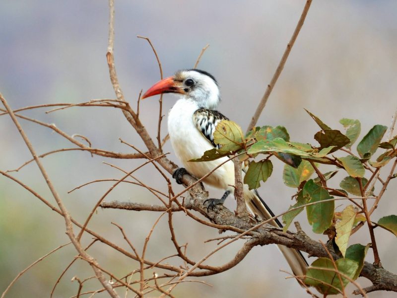 Bucero_beccorosso_Mkomazi_web_ (1)