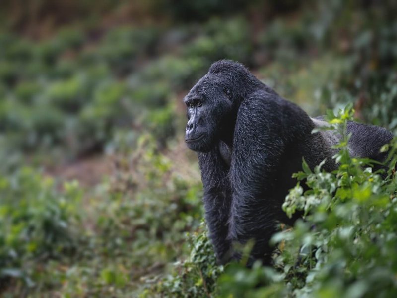 Bwindi-Impenetrable-National-Park (1)