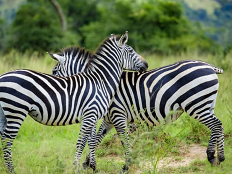 Bwindi impenetratable park zeba 2 (1)