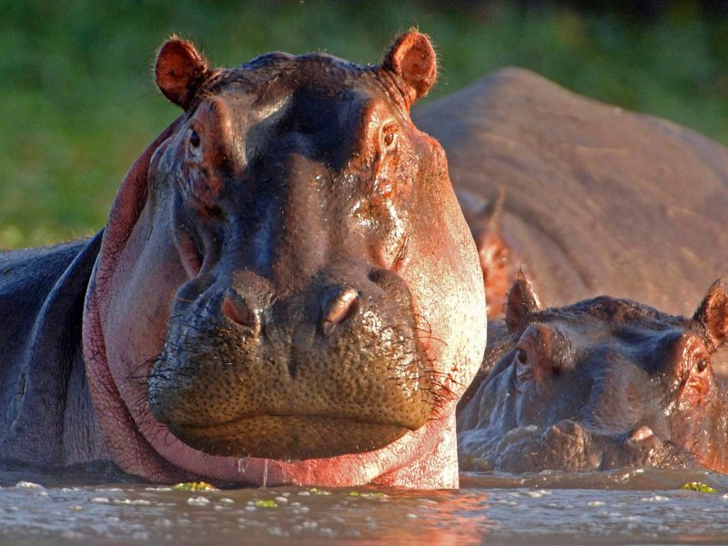 Hippo-Facts (1)