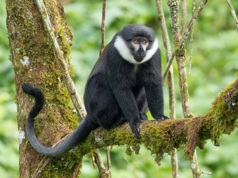 L’Hoest’s monkeys (1)