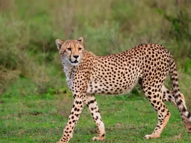 Lake Manyara National Park cheetah (1)