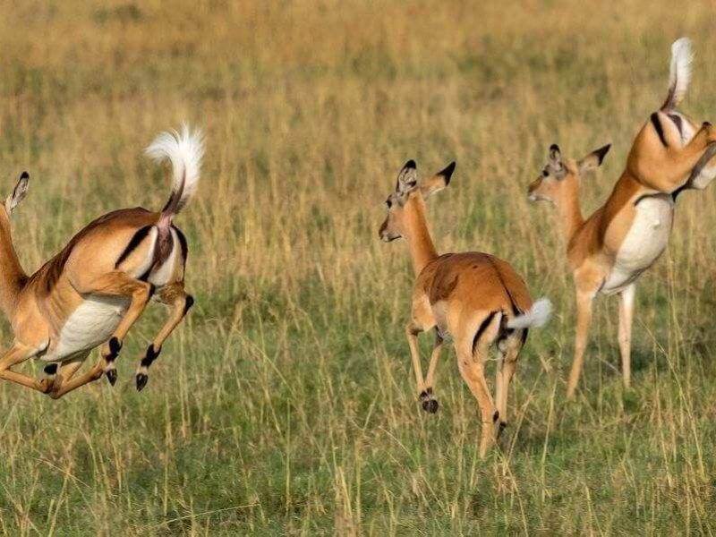 Lake Manyara National Parkgazelle (1)