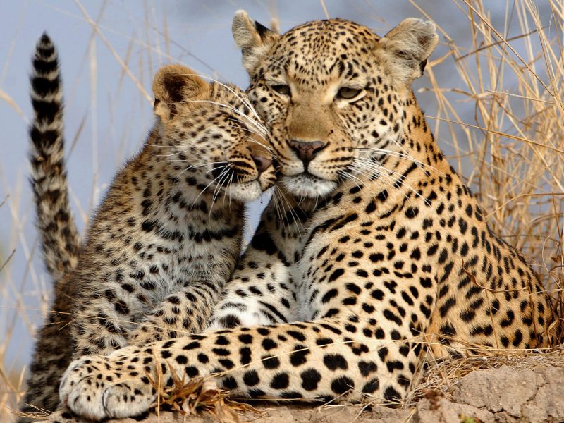Leopards (1)