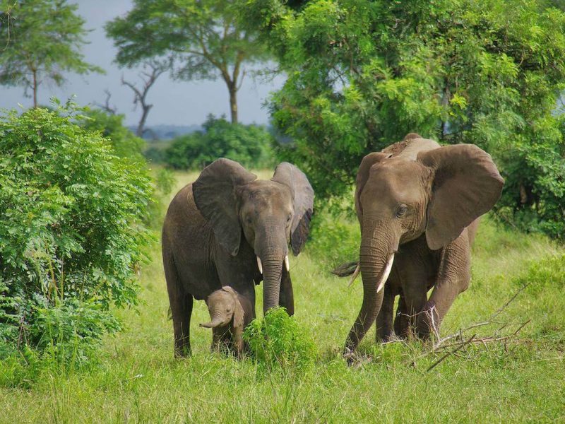 Mikumi_National_Park_Elephants (1)