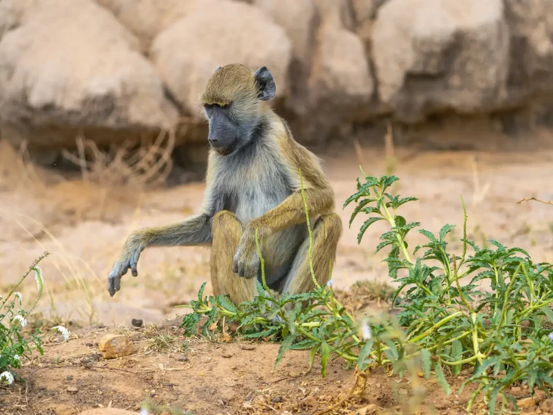 Nyerere-National-Park-9 (1)