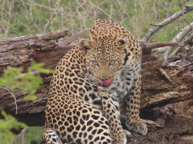 Nyerere National Park-leopard (1)