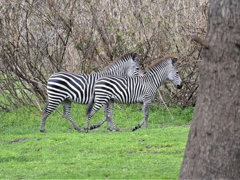 Nyerere_zebra (1)