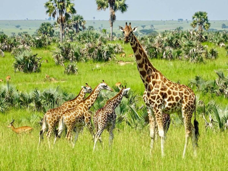 Rotschild-giraffes-Murchison-Falls-edited-scaled (1)