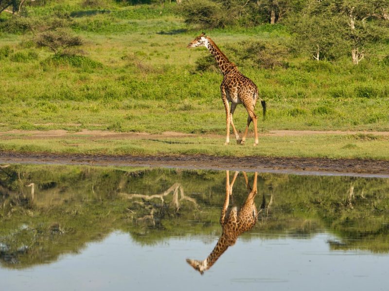 Ruaha National Park - Girrafe (1)