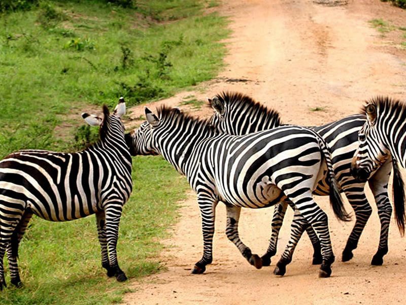 Safari-Game-drives (1)