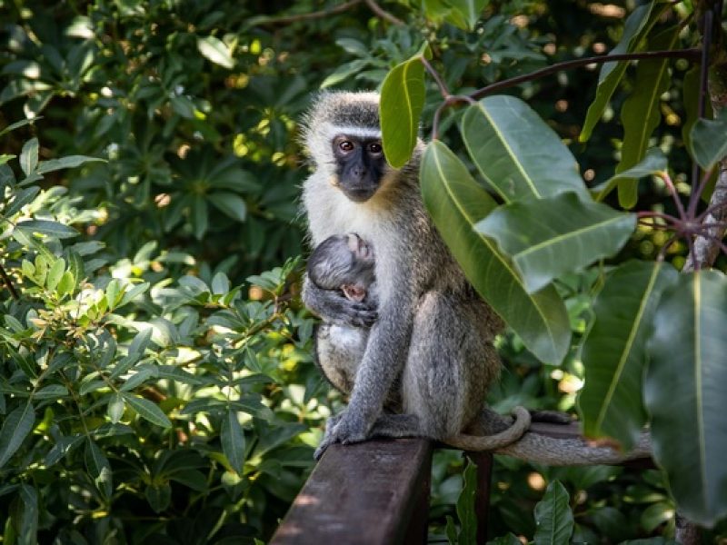 Vervet Monkeys98