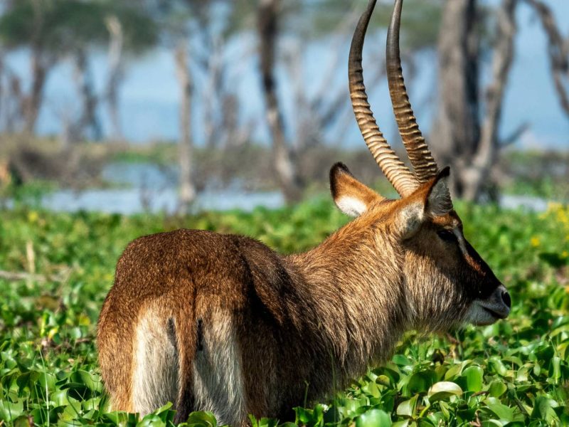 Waterbuck-at-Lake-Naivasha
