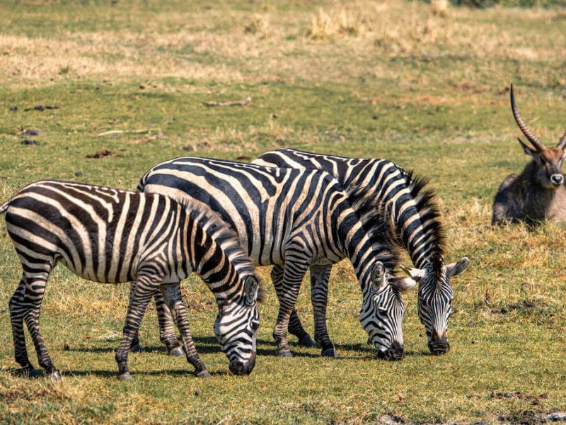 Zebras-grazing-in-Ngorongoro-Tanzania (1)