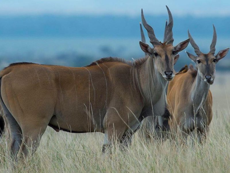 alland at mkomazi np (1) (1)