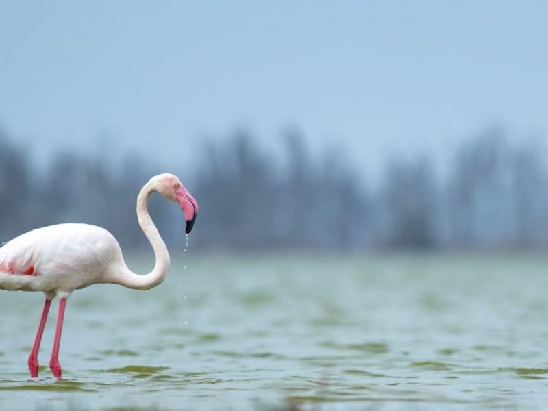 amboseli-lesser-flamingo