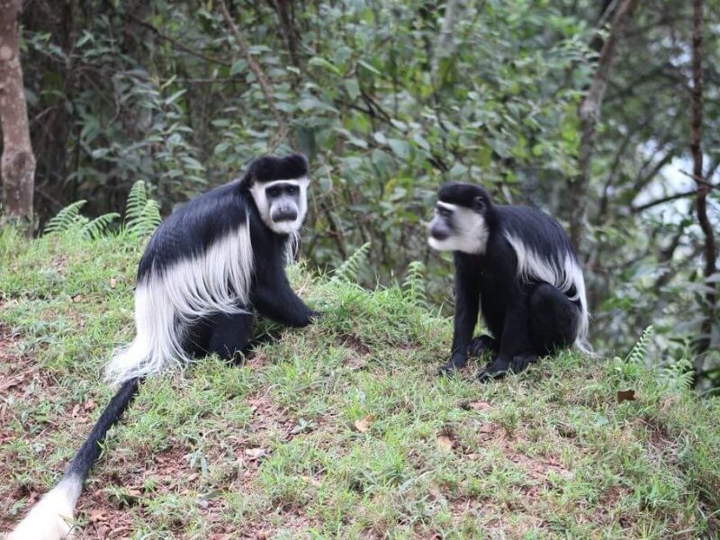 black-and-white colobus monkeys4 (1)