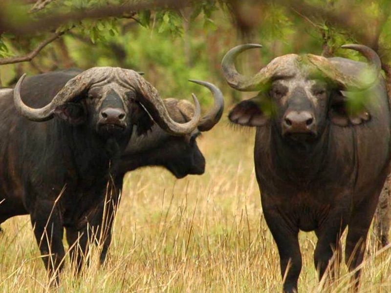 buffalo-arusha (1)