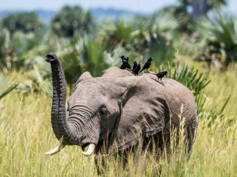 bwindi impenetration elephant (1)