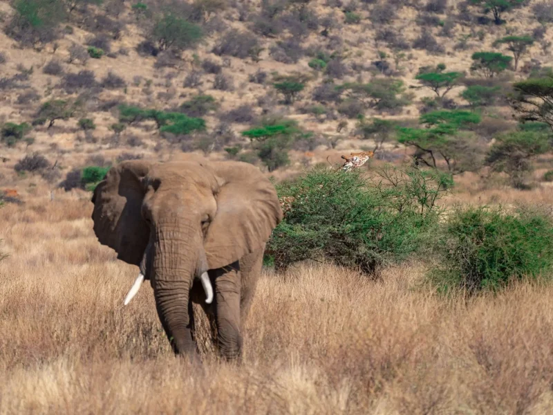 elephant-savanna-Murchison Falls National Park (1)