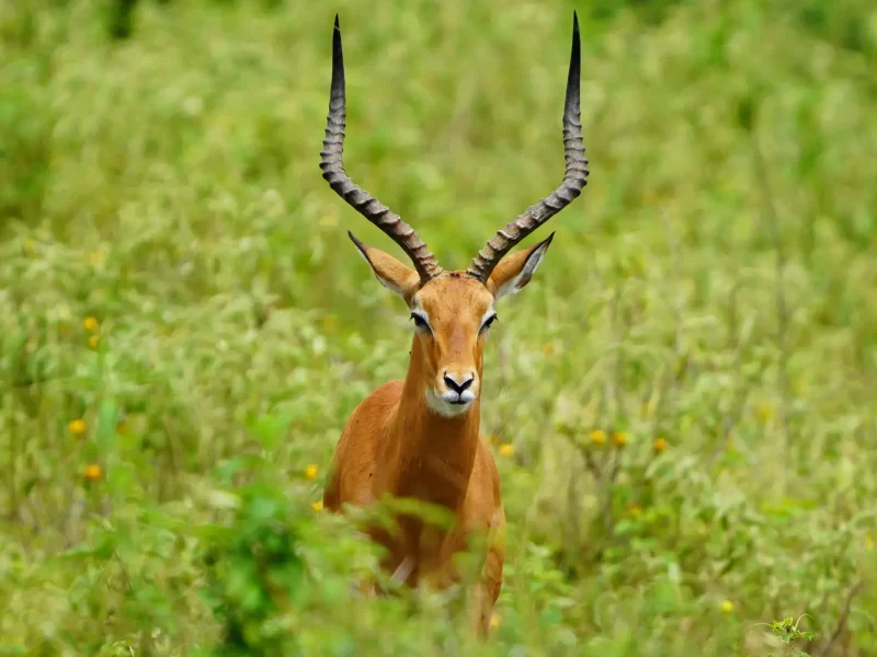 gazelle in tarangire (1)