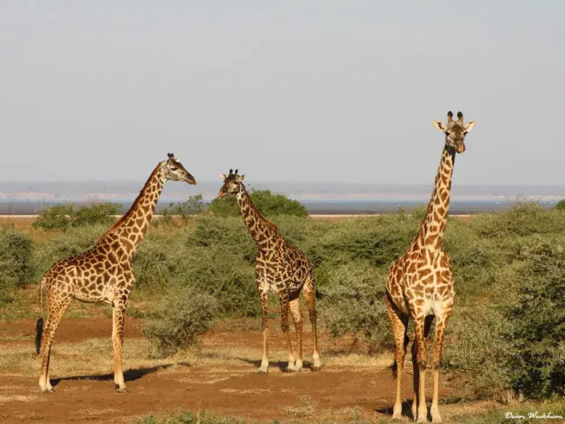 giraffes-lake-manyara (1)