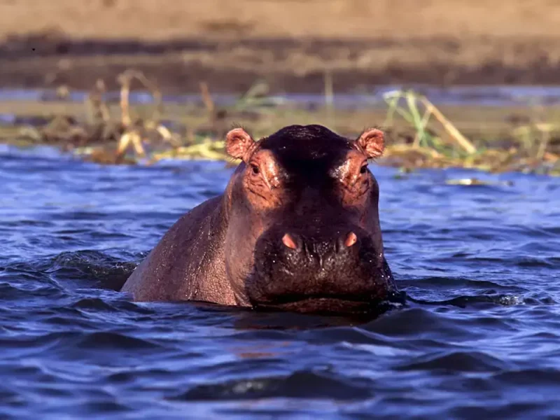 hippo-murchison-falls-national-park (1)
