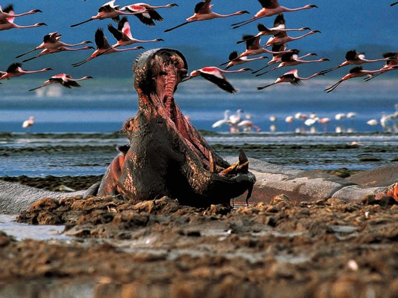 lake-nakuru-national-park