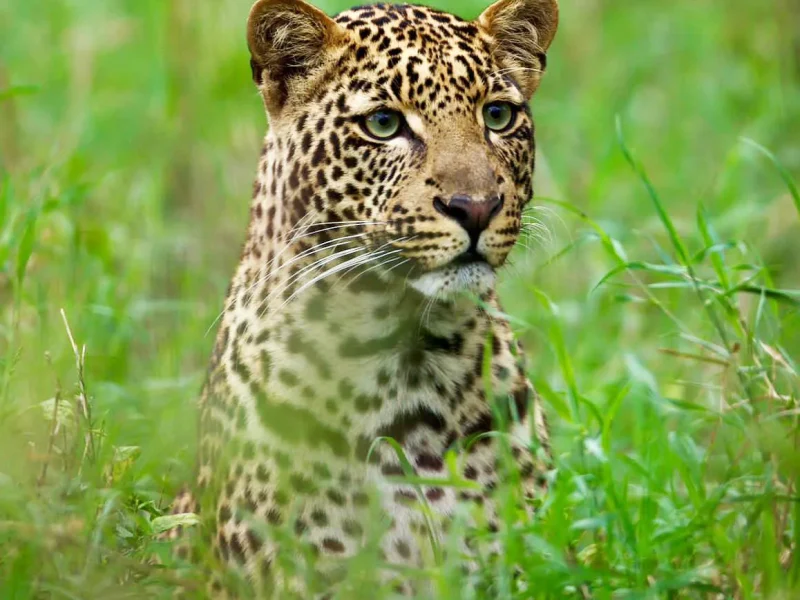 leopard-lake-nakuru