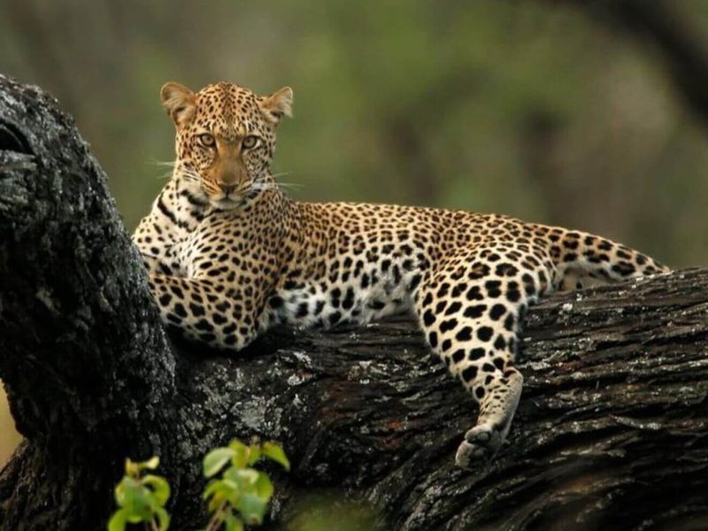 leopards-00 (1)