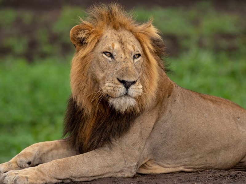 lion at queen elizabeth (1)