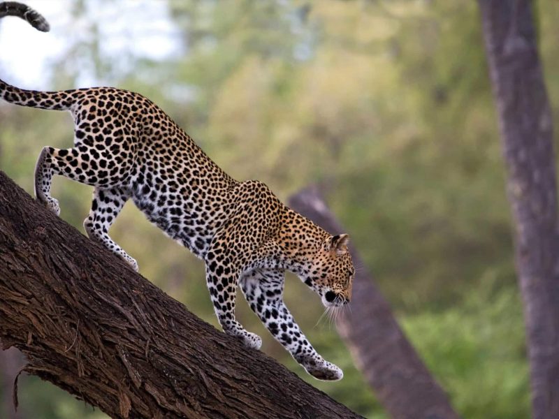 ngorongoro crater leopard (1)