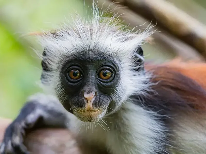 red-colobus-monkey-uganda (1)