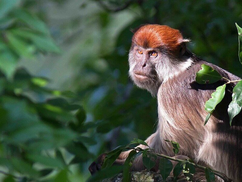 red colobus monkeys (1) (1)