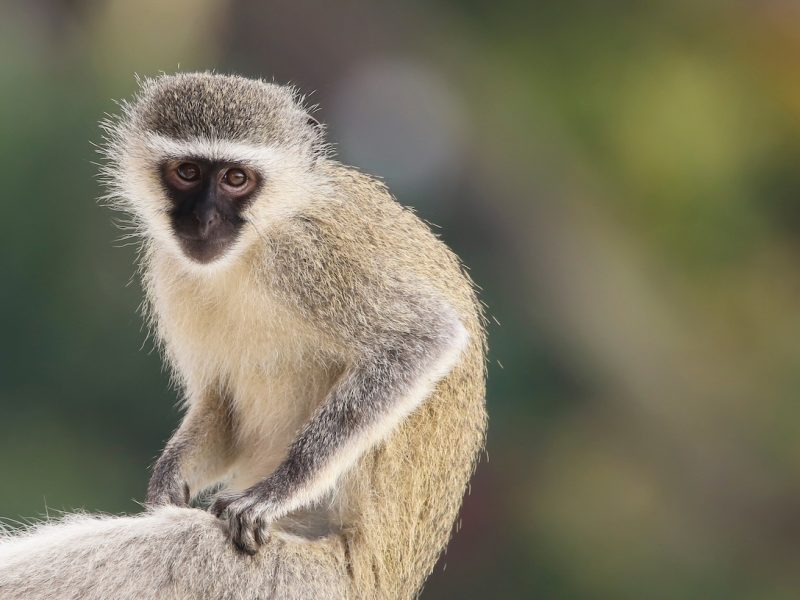 vervet monkeys in gombe
