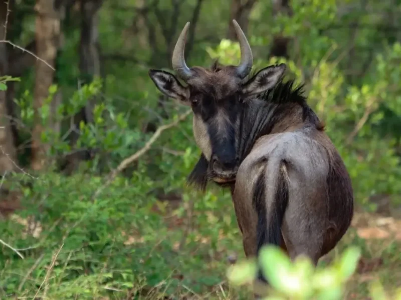 wildebeest (1)