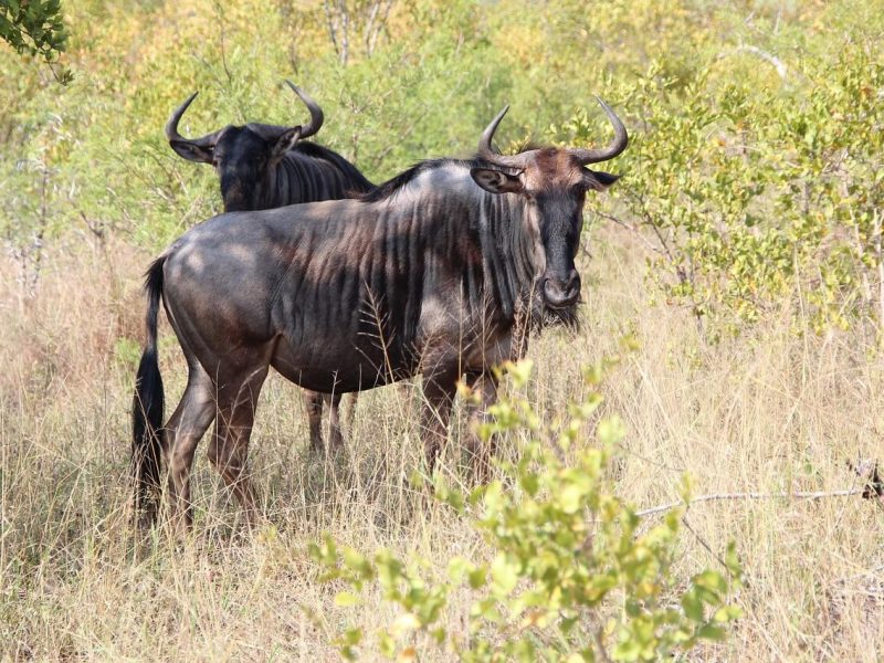 wildebeest at ngorongoro2 (1)
