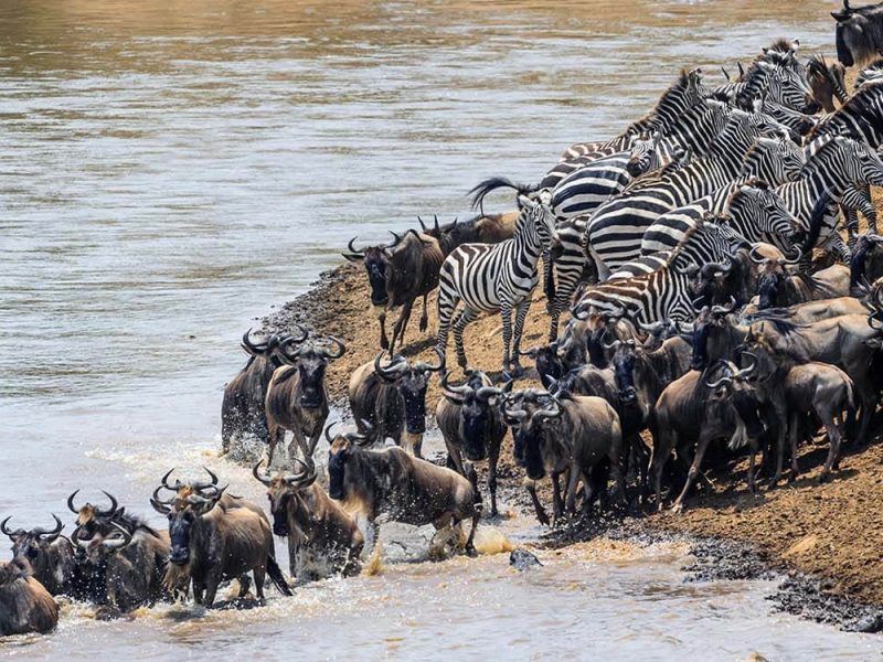 zebra and wildebeest igration (1)