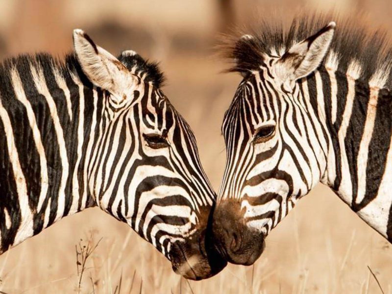 zebra-tarangire-national-park-tanzania (1)