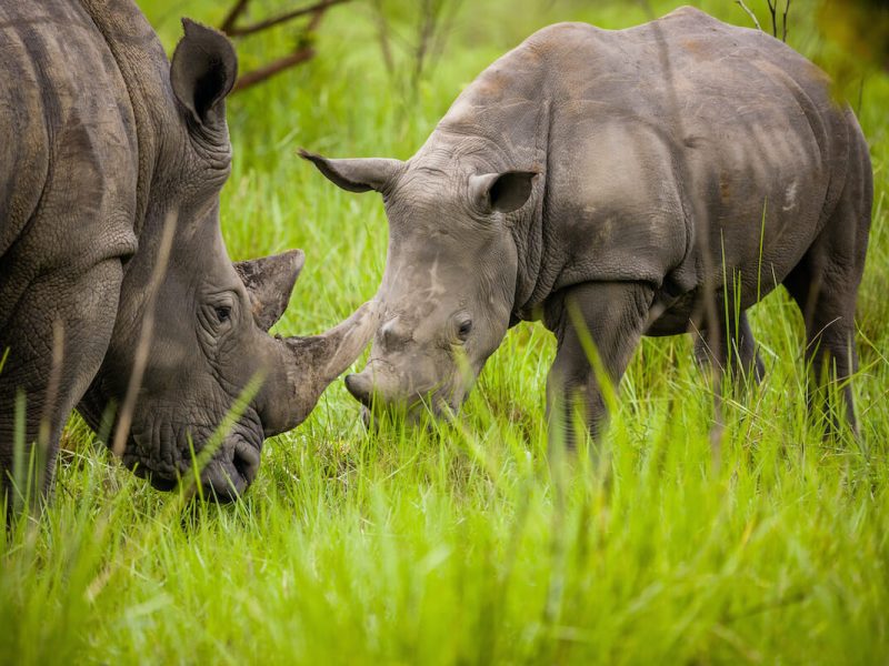 ziwa-rhino-sanctuary1 (2)